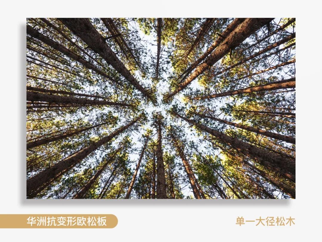 看得見的純凈，華洲抗變形歐松板！(圖2)